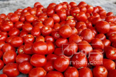 فروش گوجه فرنگی