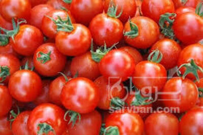 فروش گوجه فرنگی