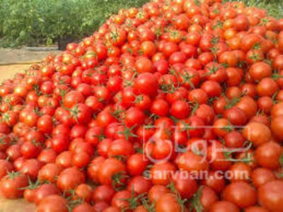 فروش گوجه فرنگی