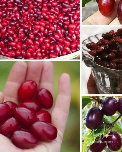 فروش زغال اخته