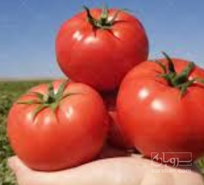 فروش گوجه فرنگی