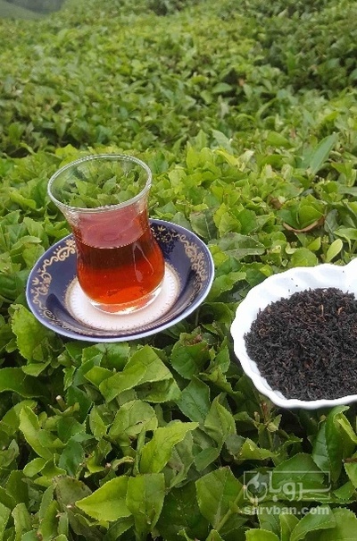 فروش چای سیاه بهاره