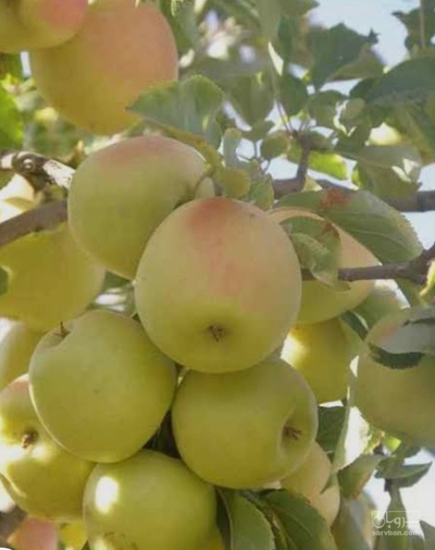 فروش سیب زرد