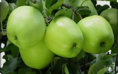 فروش سیب سبز