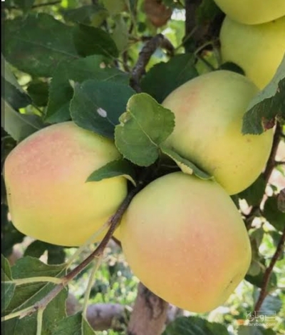 فروش سیب زرد