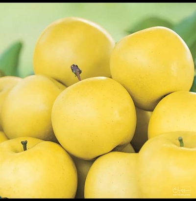فروش سیب زرد
