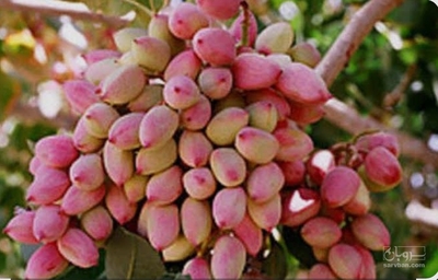 فروش پسته شاه پسند