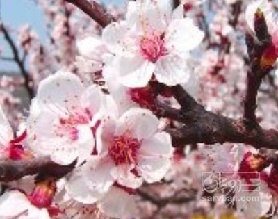 فروش سیب قرمز