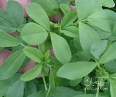 فروش یونجه