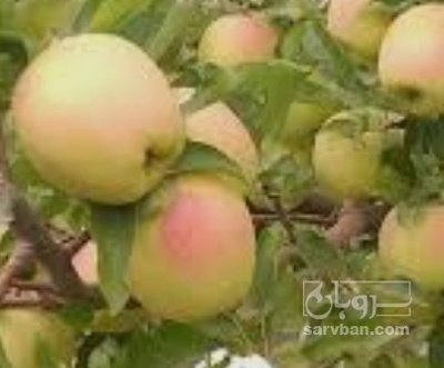 فروش سیب زرد