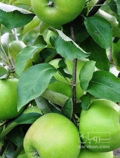 فروش سیب سبز فرانسه