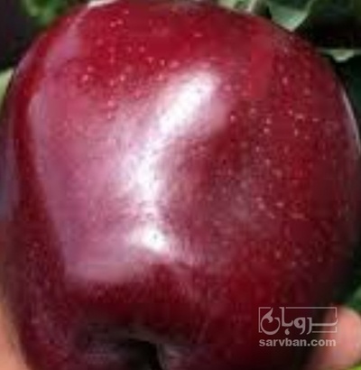فروش سیب قرمز