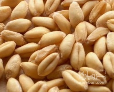 فروش گندم