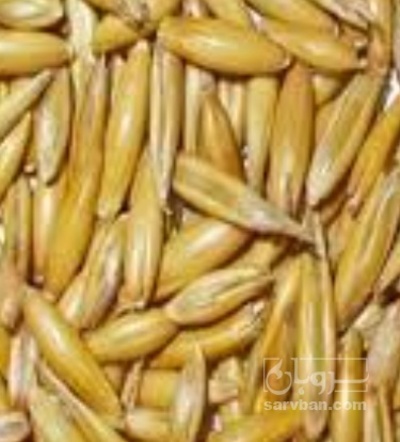 فروش جو