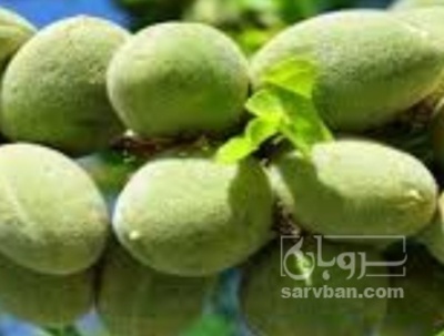 فروش بادام
