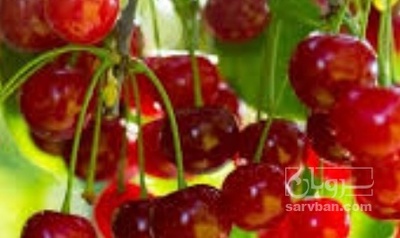 فروش آلبالو