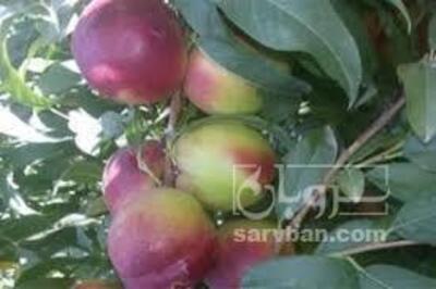 فروش شلیل