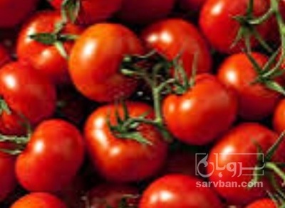 فروش گوجه فرنگی