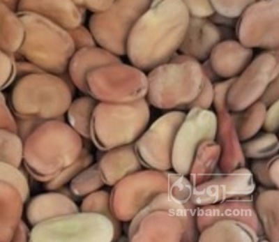 فروش باقلا تازه - باقالی - باقالا