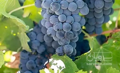 فروش انگور سیاه