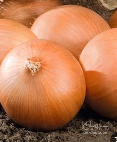 فروش پیاز زرد