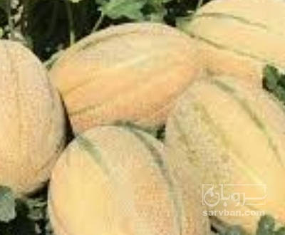 فروش طالبی جانا