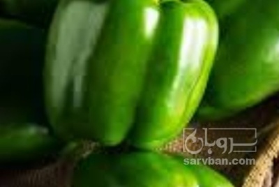 فروش فلفل دلمه ای سبز