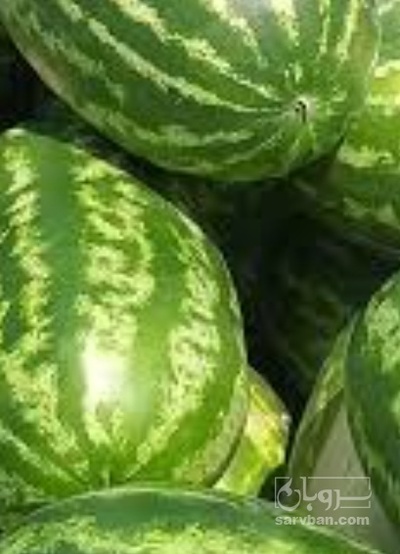 فروش هندوانه بیضی