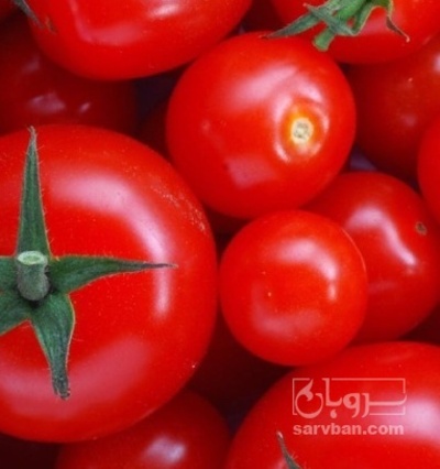 فروش گوجه فرنگی