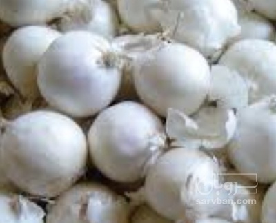 فروش پیاز سفید