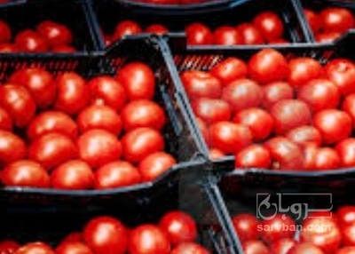 فروش گوجه فرنگی 8320