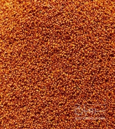 فروش خاکشیر (گیاه‌ دارویی)