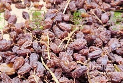 فروش کشمش ابگیری