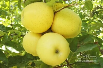 فروش سیب زرد