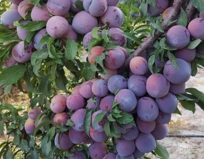 فروش آلو شابلون