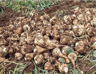 فروش چغندر قند
