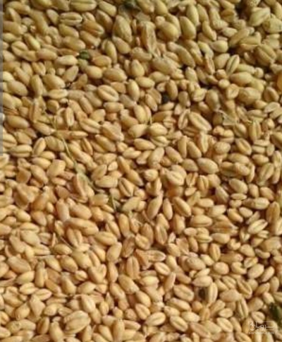 فروش گندم