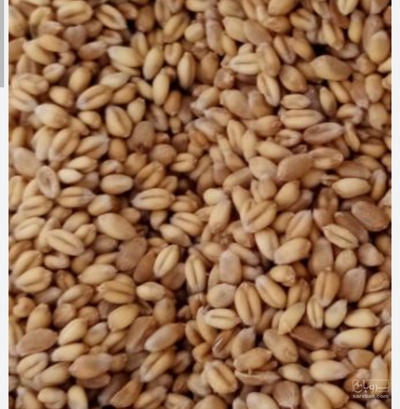 فروش گندم