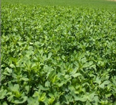 فروش یونجه