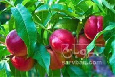 فروش شلیل