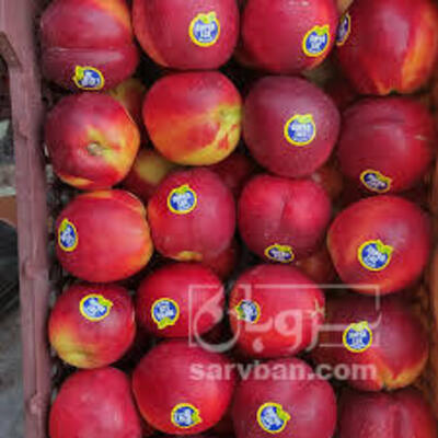 فروش شلیل