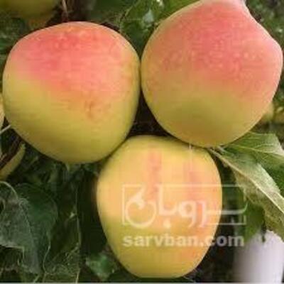 فروش سیب گالا