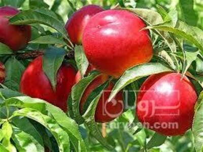 فروش شلیل