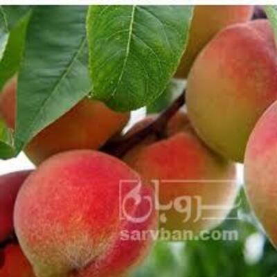 فروش هلو