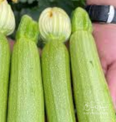 فروش کدو