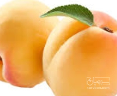 فروش زردآلو