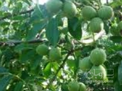 فروش گردو