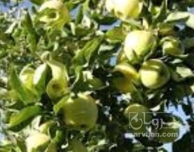 فروش سیب زرد قرمز