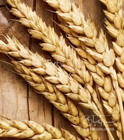 فروش گندم