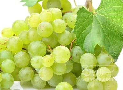 فروش انگور